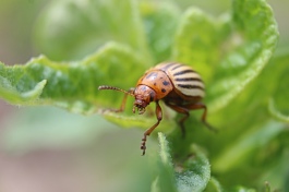 colorado-potato-beetle, nick_aflitto
