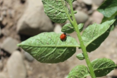 lady_beetle, Coccinella_septempunctata, nick_afliitto